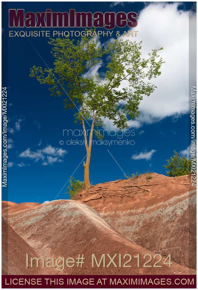 Tree in Badlands