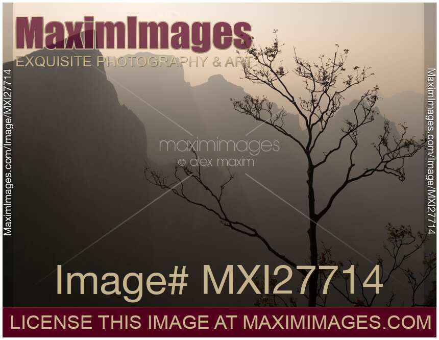 Tree silhouette against mountan landscape