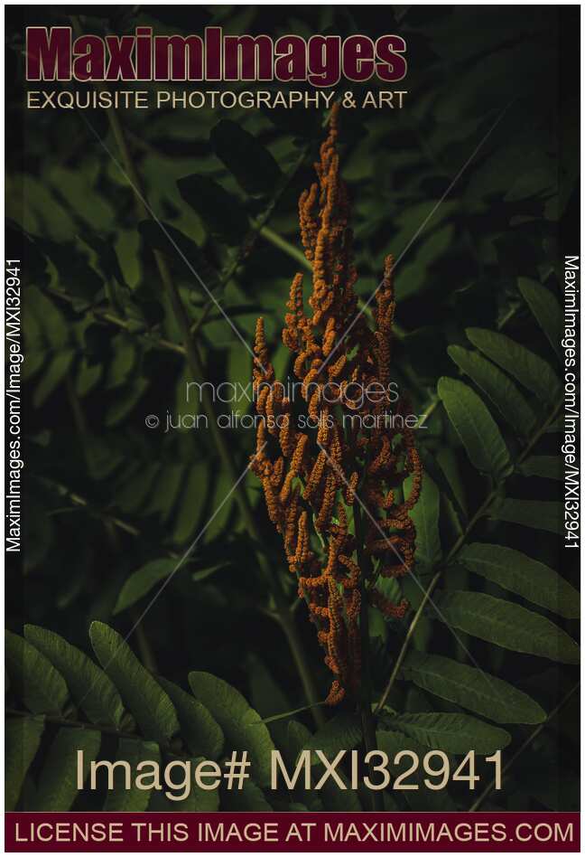 Tropical orange plant with dark green leaves in the background