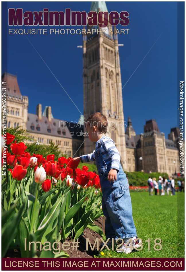 Tulip festival in front of The Parliament Building in Ottawa Canada