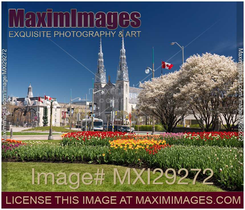 Tulip festival in Ottawa Notre-Dame Cathedral Basilica