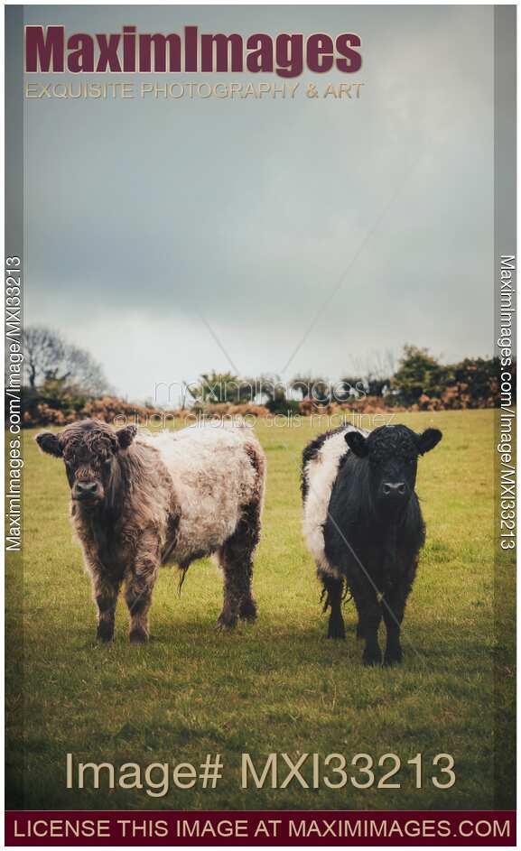 Two cute free-range baby cows on a green farm field