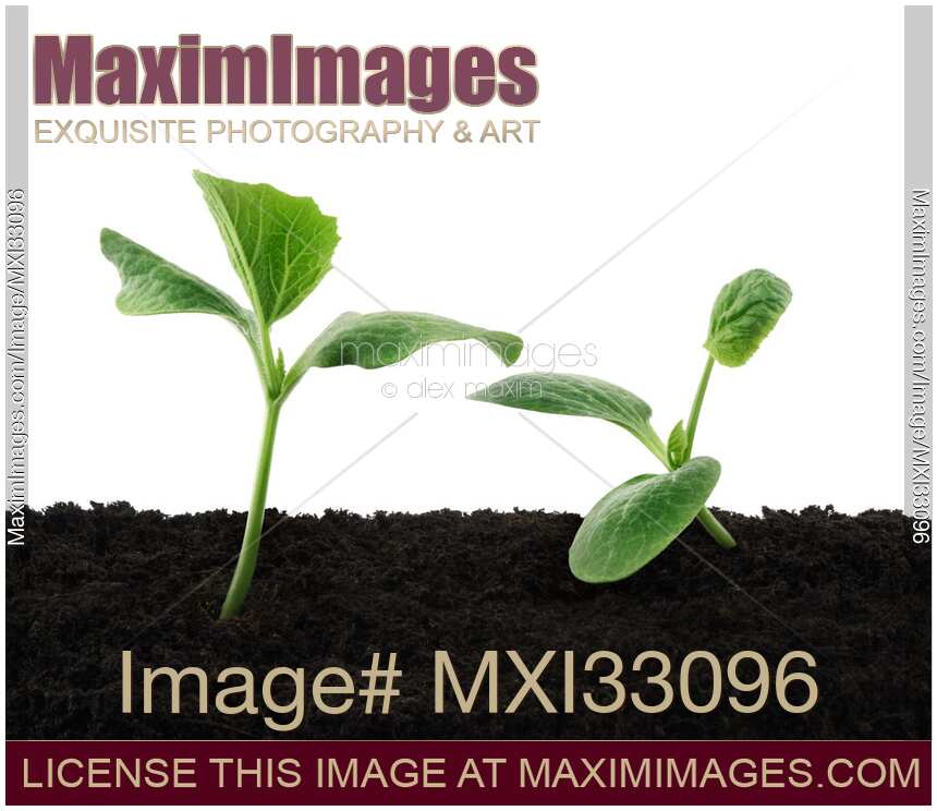 Two cute green squash seedlings growing in soil Romantic love story gardening concept