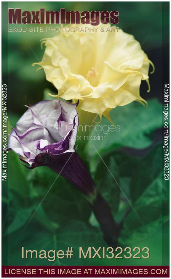 Two Datura flowers Devil's trumpet Yellow and Purple artistic still life