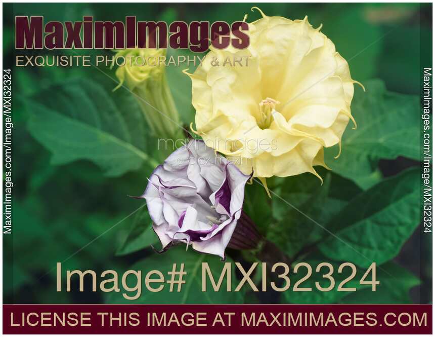 Two Datura flowers Yellow and double purple artistic closeup Devil's trumpet
