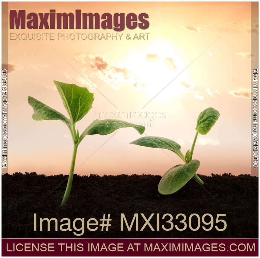 Two green squash seedlings cute couple growing in soil Romantic love story at sunset