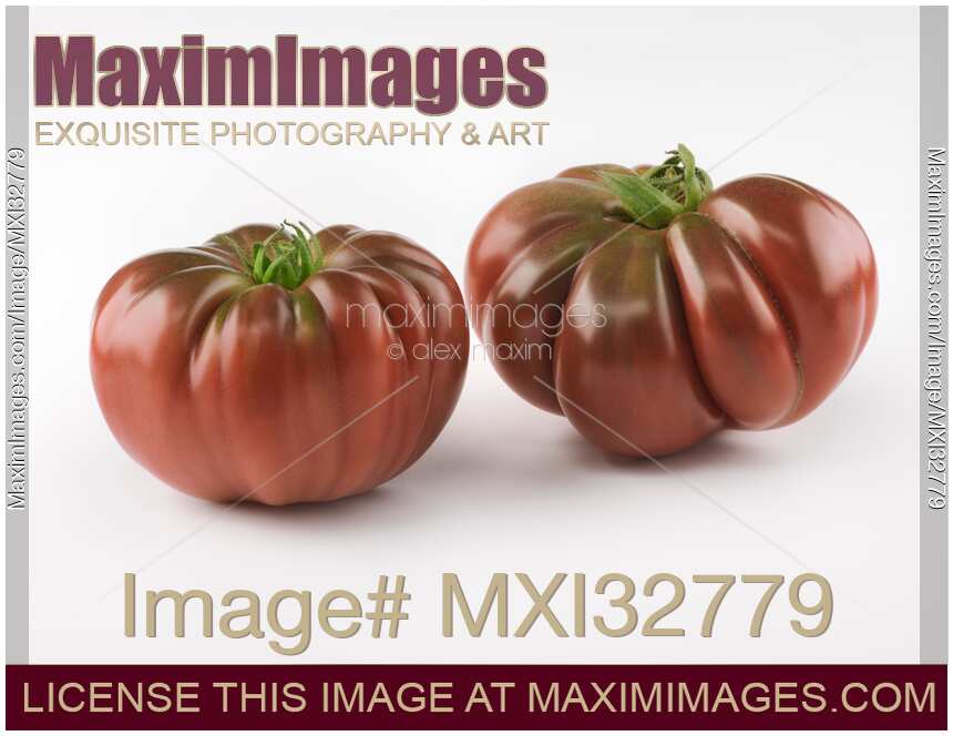 Two large dark red organic heirloom tomatoes Black Krim or Crimean Black isolated on white