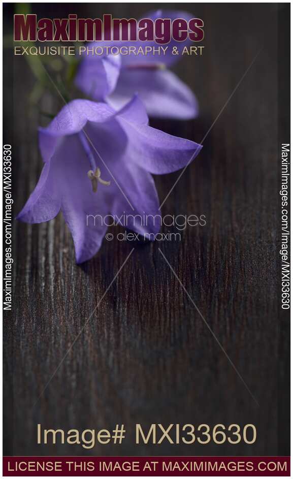 Two purple bellflowers in soft focus on dark wood background