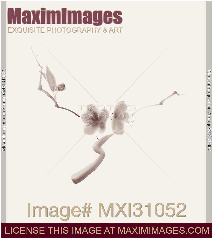 Two sakura flowers on a branch elegant illustration on on beige background