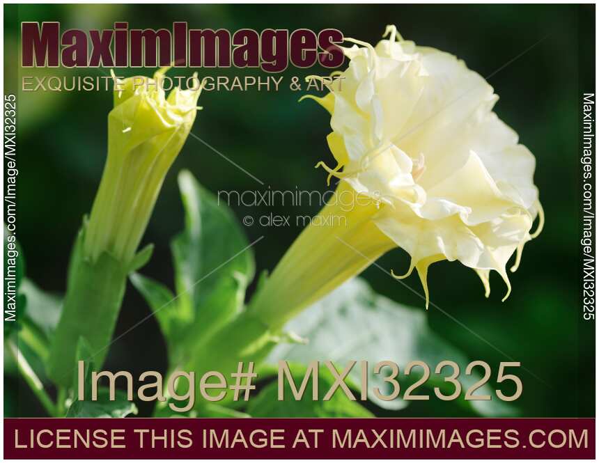Two yellow Datura flowers Devil's trumpet closeup