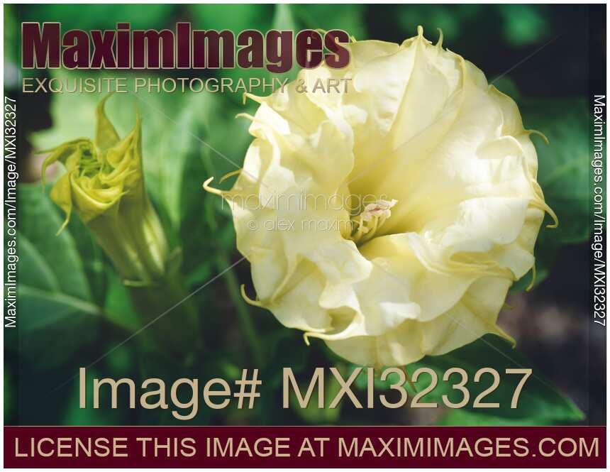 Two yellow Datura flowers front view closeup Devil's weed