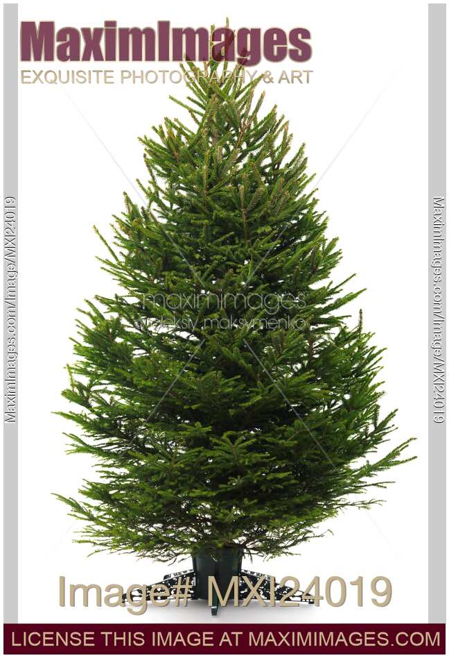 Undecorated Christmas tree isolated on white