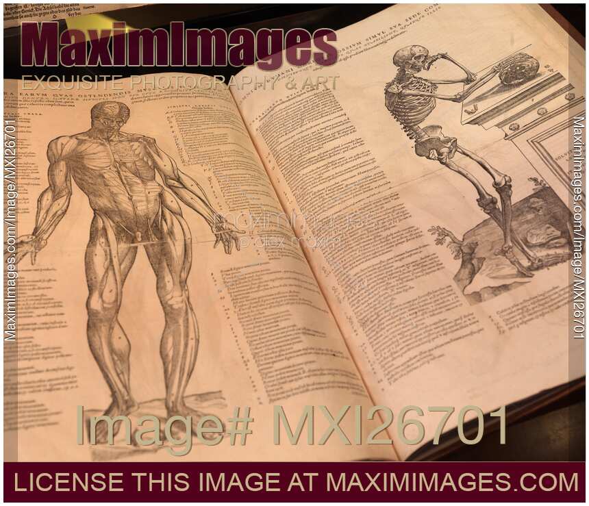 Vesalius De Humani Corporis Fabrica anatomy book