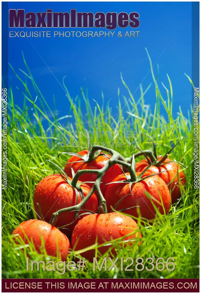 Vine-ripened tomatoes in green grass artistic food still life