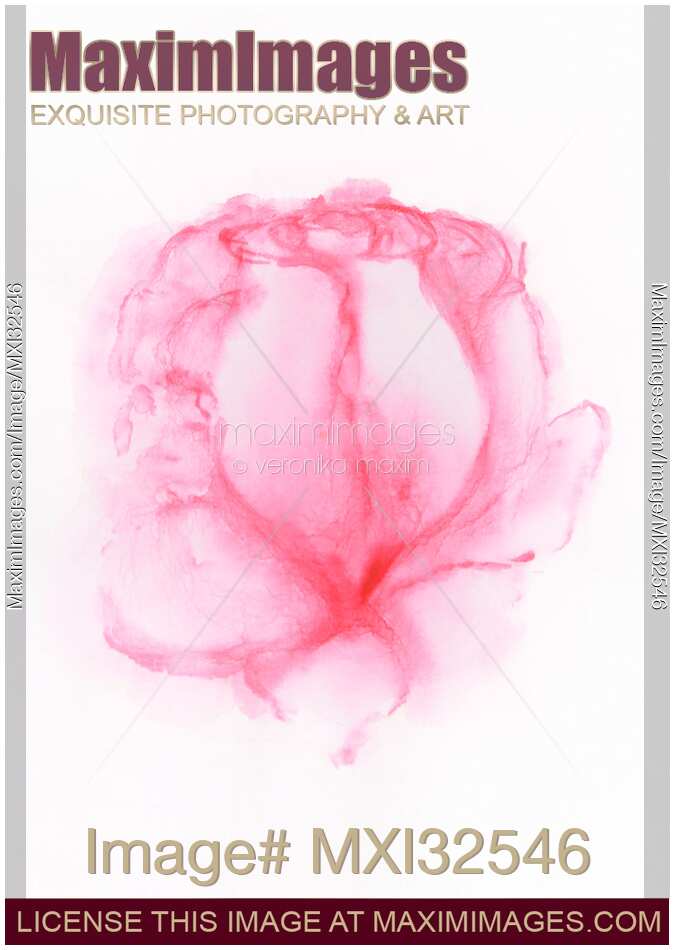 Watercolor painting of a gentle pink rose on white background