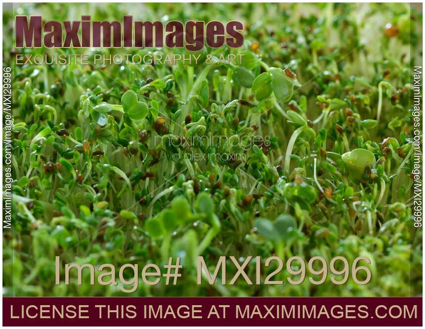 Watercress sprouts closeup abstract green background