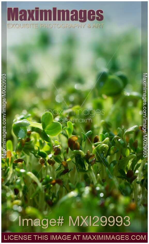 Watercress sprouts closeup under blue sky background
