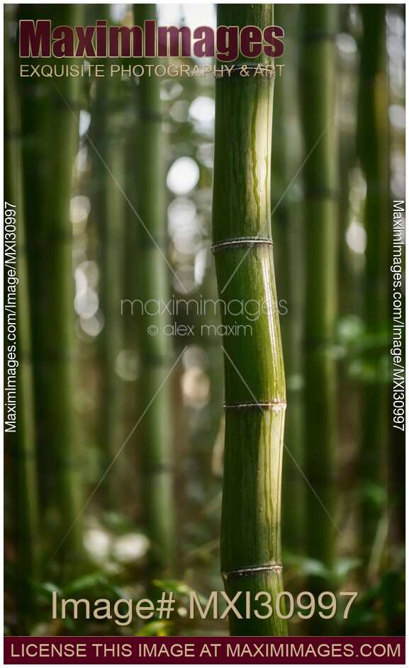 Wavy bamboo stem wet after rain