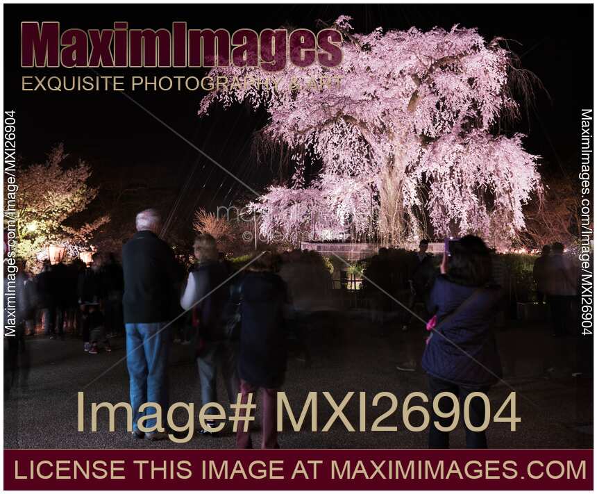Weeping cherry tree in Maruyama park Kyoto