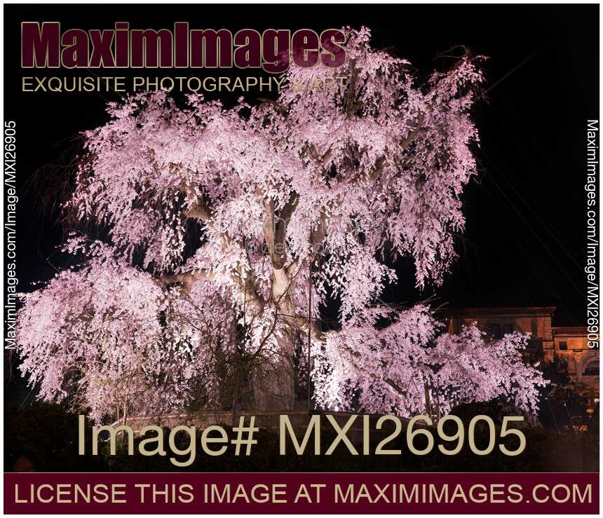 Weeping cherry tree Shidarezakura in Maruyama park Kyoto