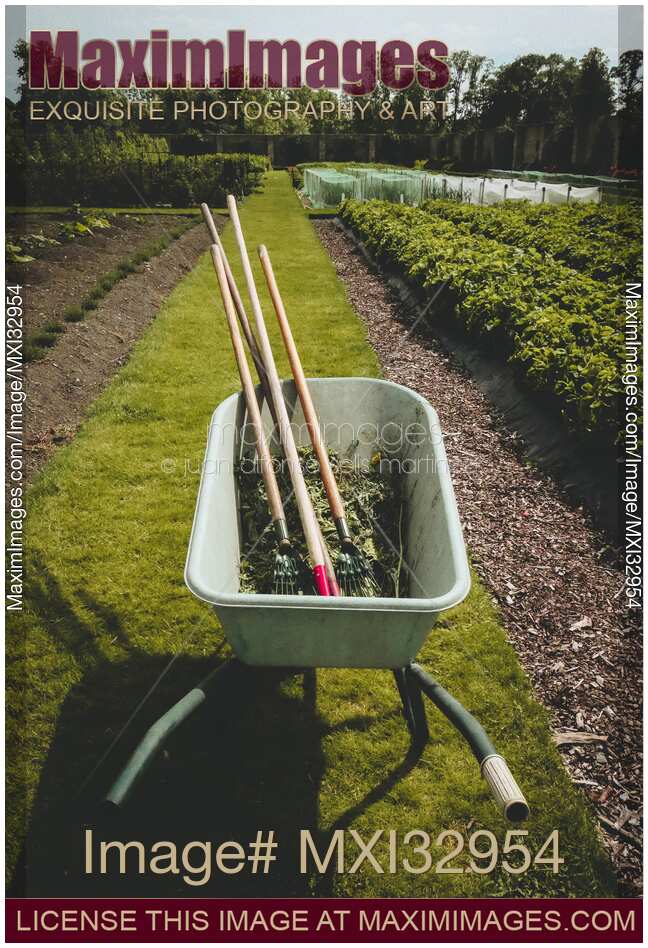 Wheelbarrow with gardening tools on a garden path