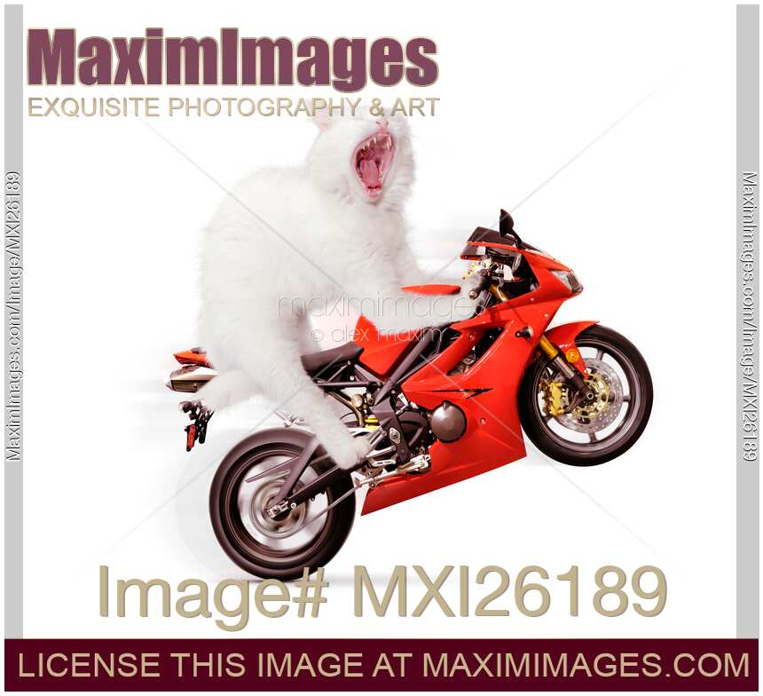 White cat riding motorcycle