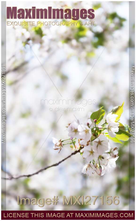 White cherry blossom flowers