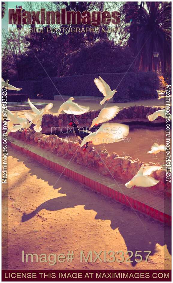 White doves flying over a pond at Maria Luisa Park in Seville Spain