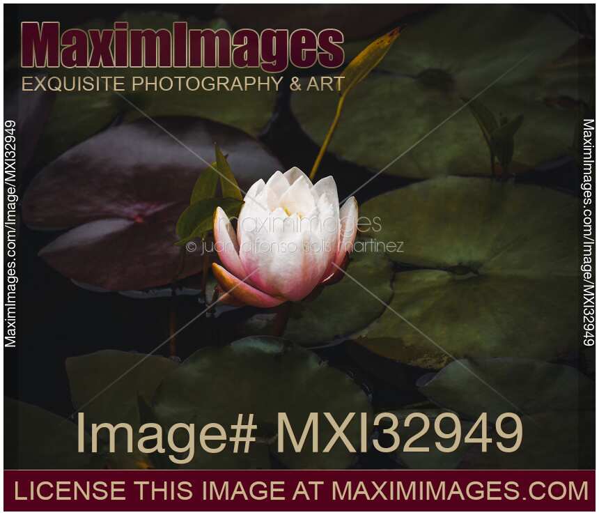 White Lotus Flower European water lily in a pond on dark leaves floating in water
