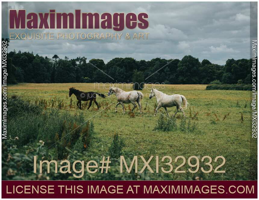 Wild horses at a farm field in Athlone County Westmeath Ireland