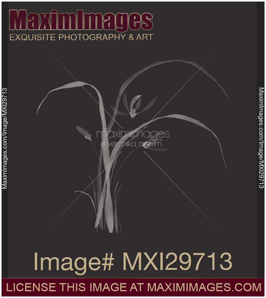 Wild orchid elegant Japanese Zen art floral design on black background