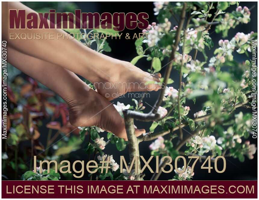 Woman bare feet in apple blossoms artistic closeup
