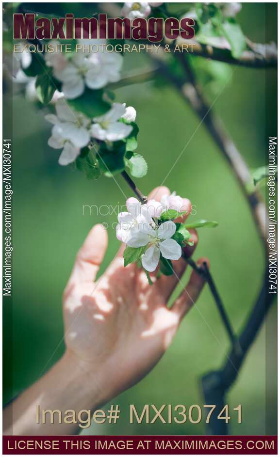 Woman hand touching apple blossoms artistic closeup in soft colors