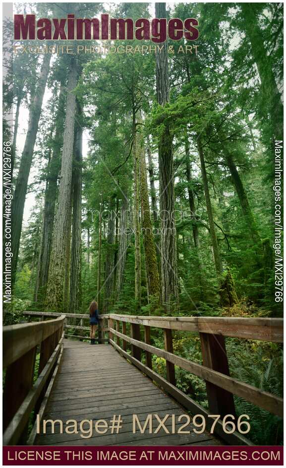 Woman looking at old Douglas fir trees in Cathedral grove forest Vancouver Island Canada