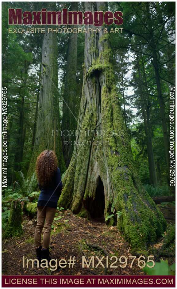 Woman standing beside tall ancient Douglas fir tree in Cathedral grove forest in BC Canada