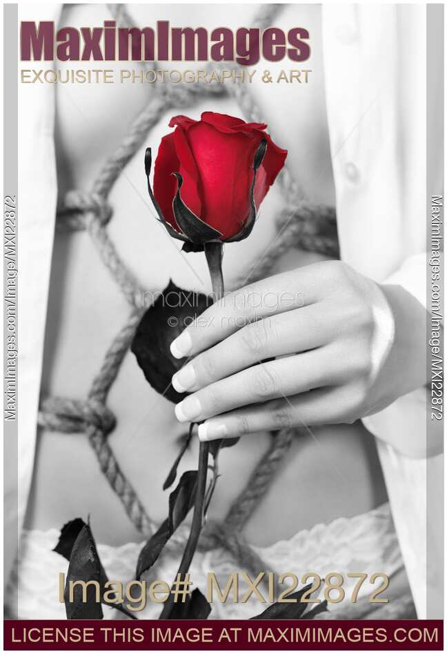 Woman with Red rose in Sensual Bondage Shibari photograph