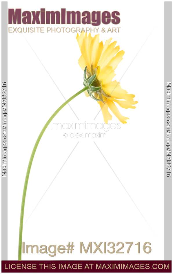 Yellow Cosmos flower on a stem isolated on white