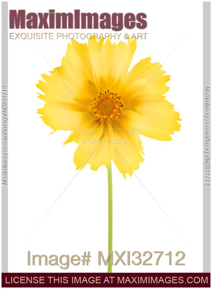 Yellow Cosmos sulphureus flower isolated on white background