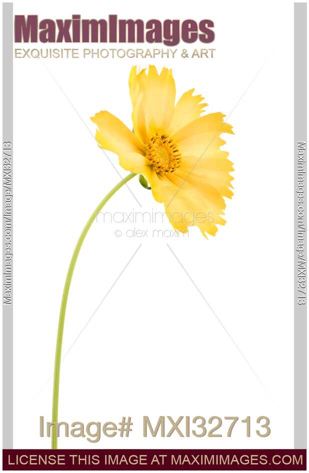 Yellow Cosmos sulphureus flower on a stem isolated on white