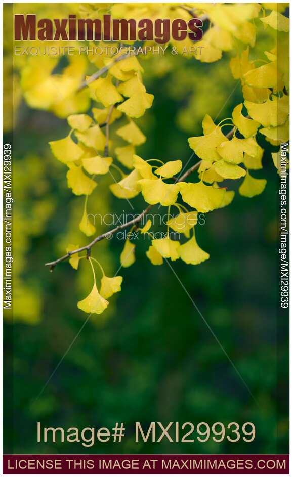 Yellow Ginkgo tree leaves in autumn artistic closeup