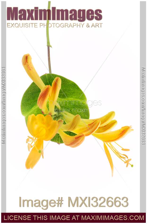 Yellow Trumpet honeysuckle flowers Closeup of blossoms on a green leaf isolated on white