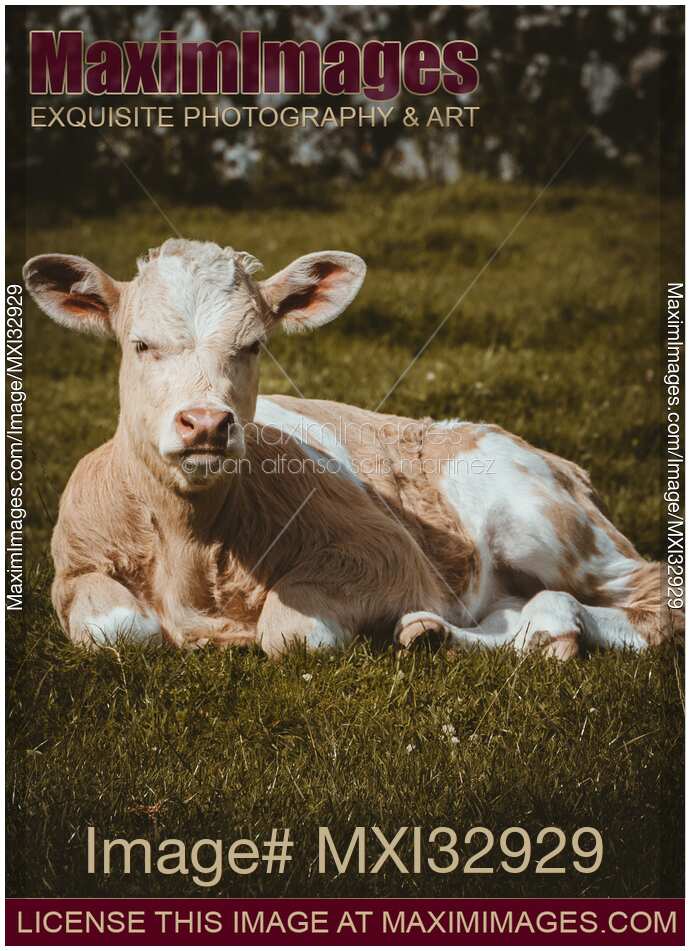 Young calf in the grass of a farm field Free range cattle