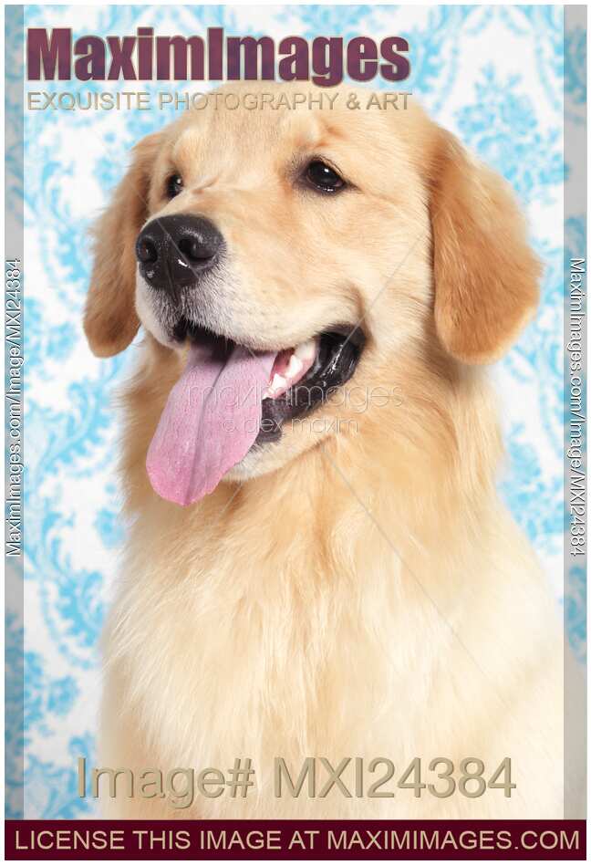 Young Golden Retriever closeup portrait