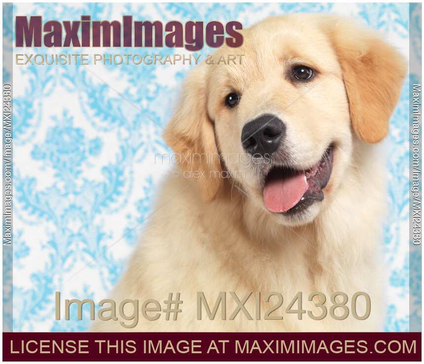 Young Golden Retriever portrait