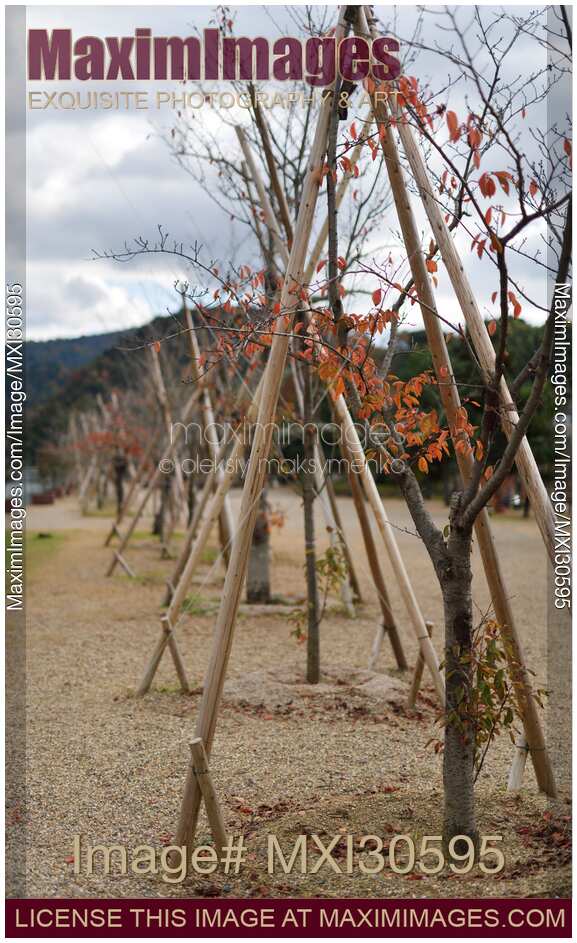 Young Japanese sakura trees planted with support trellis in Uji