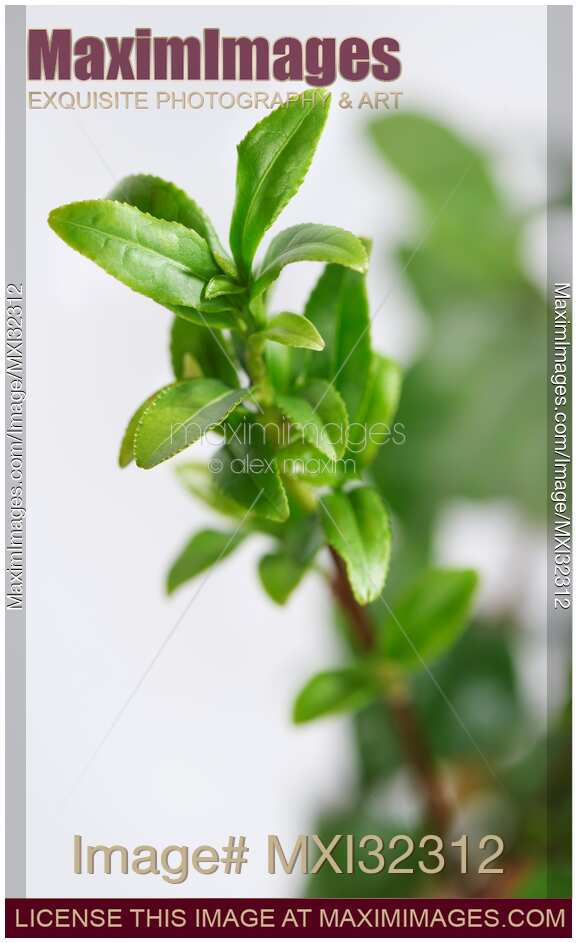 Young small green leaves of a tea plant Camellia sinensis closeup of buds