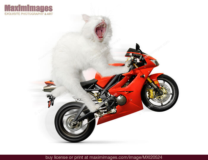 Stock photo of Kitty on a Motorcycle Doing a Wheelie Buy commercial use license at MaximImages