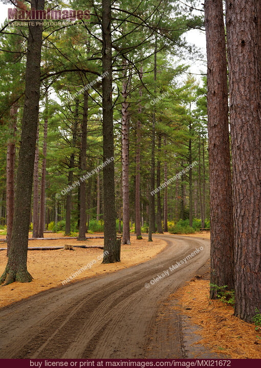 Stock photo of Road Through Fall Scenery Buy commercial use license at MaximImages