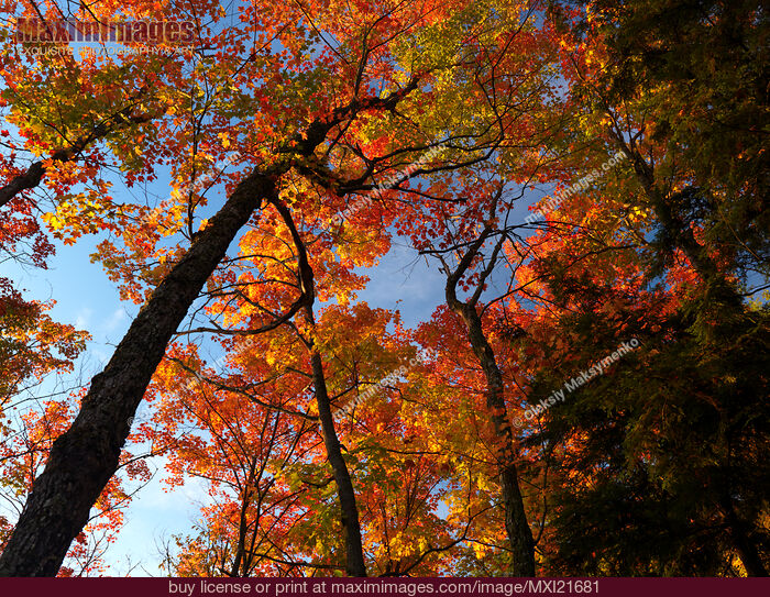 Stock photo of Fall Nature Scenery Buy commercial use license at MaximImages