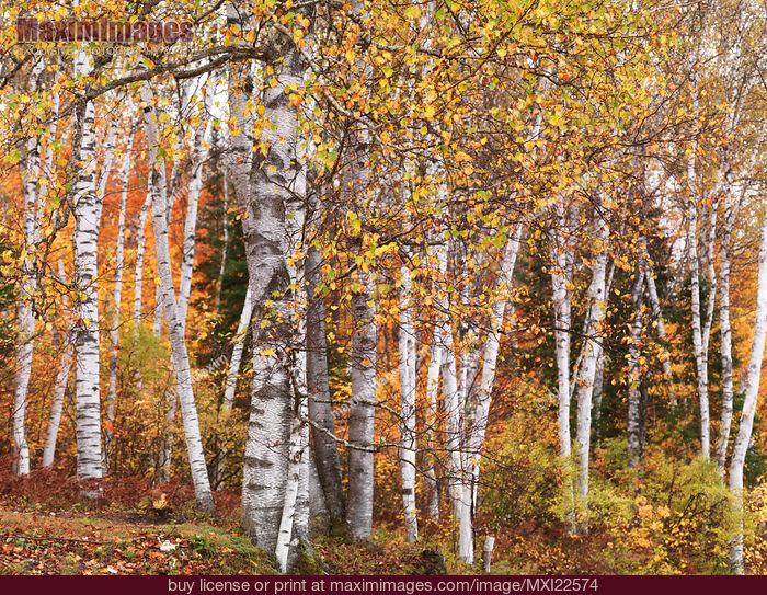 Stock photo of Birch Trees Fall Scenery Buy commercial use license at MaximImages